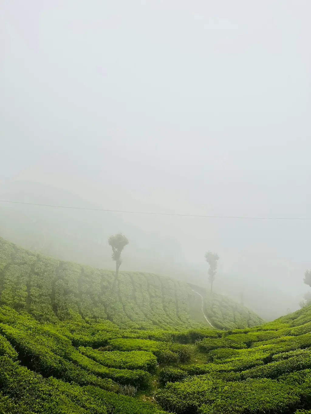 A tea estate on an Idukki hillside in monsoon mist